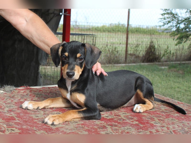 Fröhlicher kleiner Muri in 38268 Lengede/ Nds.