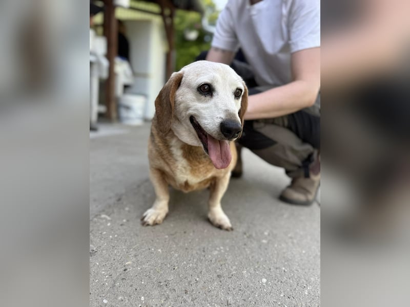Schmusebacke Marci in Viernheim sucht seine Menschen