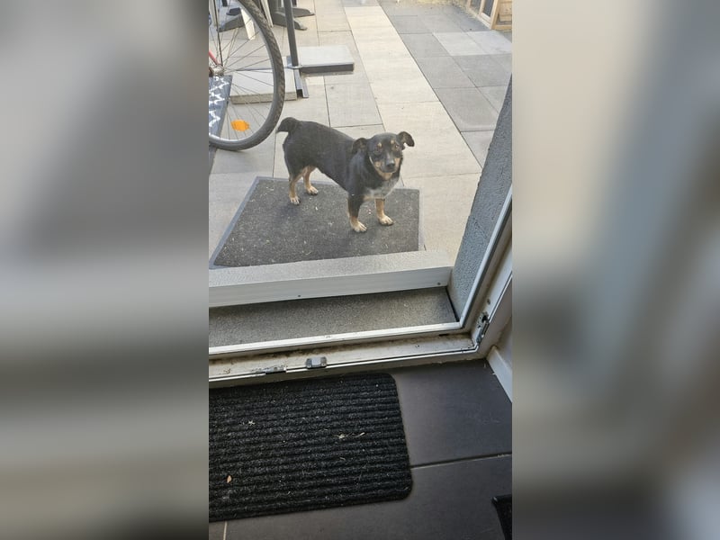 Liebenswerter Lucky