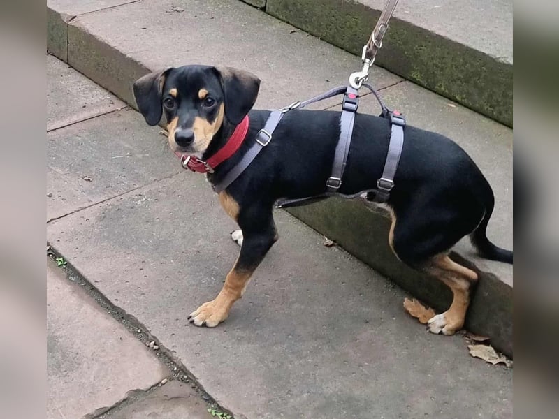 Fröhlicher kleiner Muri in 38268 Lengede/ Nds.