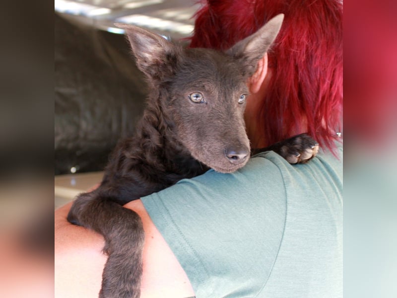 Fröhliche Szàri ab 14.12.25 in 59071 Hamm