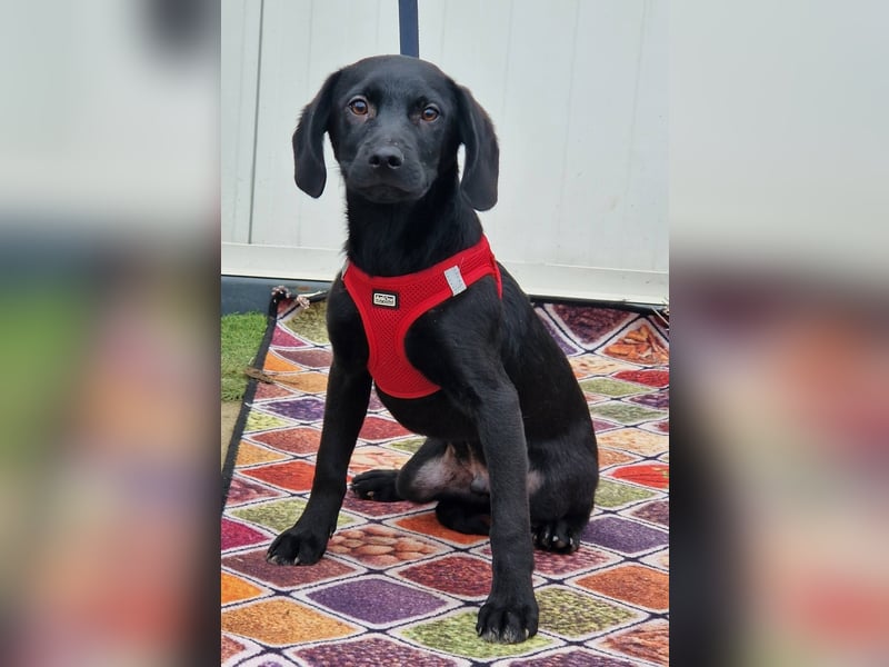 Henri möchte sein Herz verschenken