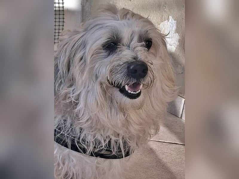 Jumbo ist bereit für ein neues Zuhuase