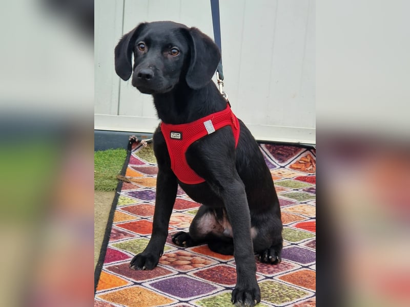 Henri möchte sein Herz verschenken