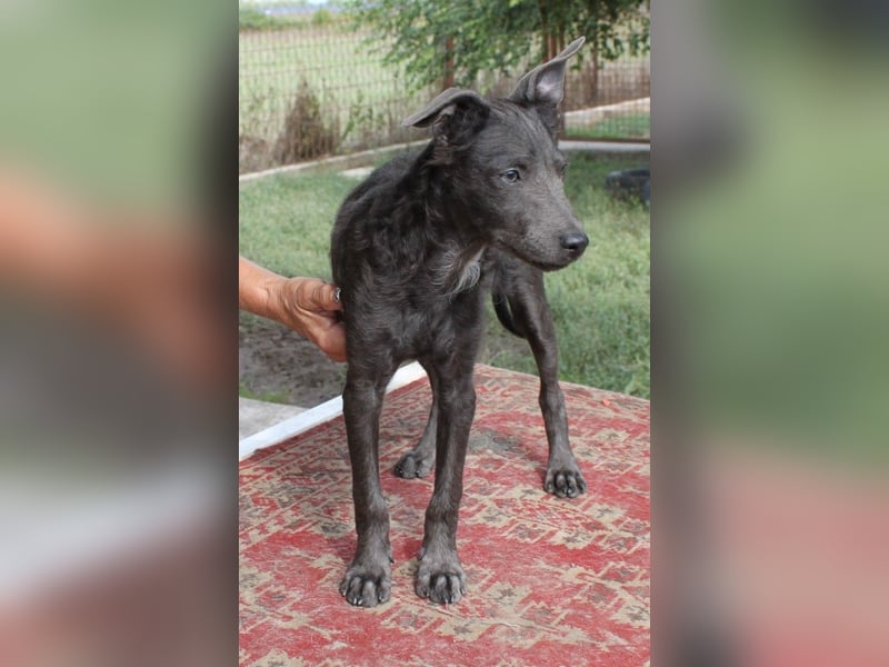 Fröhliche Szàri ab 14.12.25 in 59071 Hamm