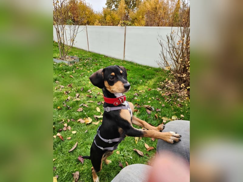 Fröhlicher kleiner Muri in 38268 Lengede/ Nds.