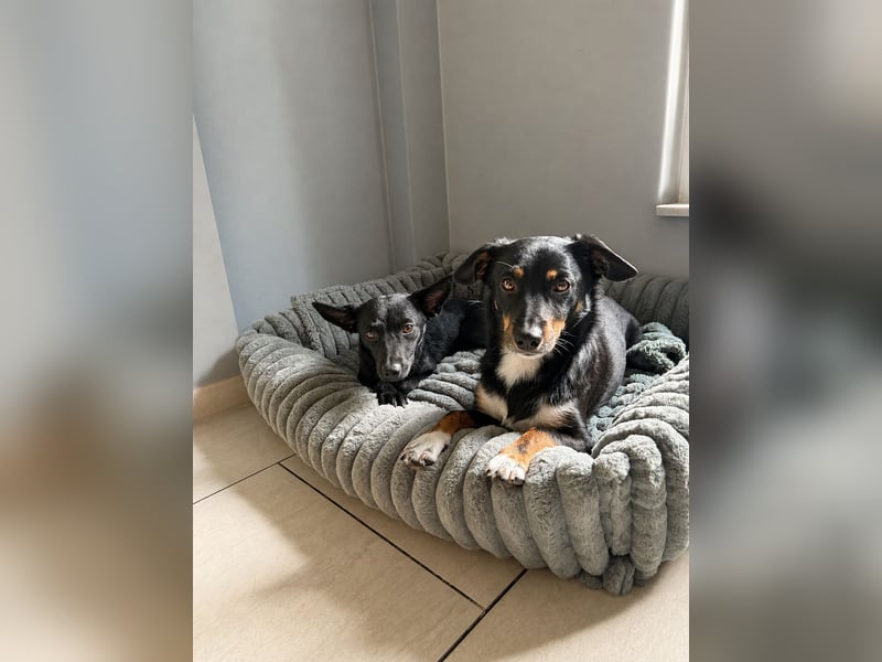 Nola - kleine zarte Seele, 12 Monate alt, 6,5 Kilo