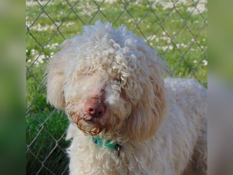 Cookie - süßer Wuschel sucht seine Dosenöffner