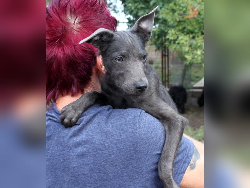 Fröhliche Szàri ab 14.12.25 in 59071 Hamm