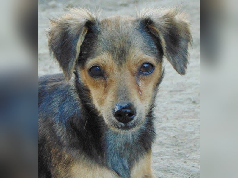 Gloria (Pflegestelle Essen NRW) hofft eine bessere Zukunft