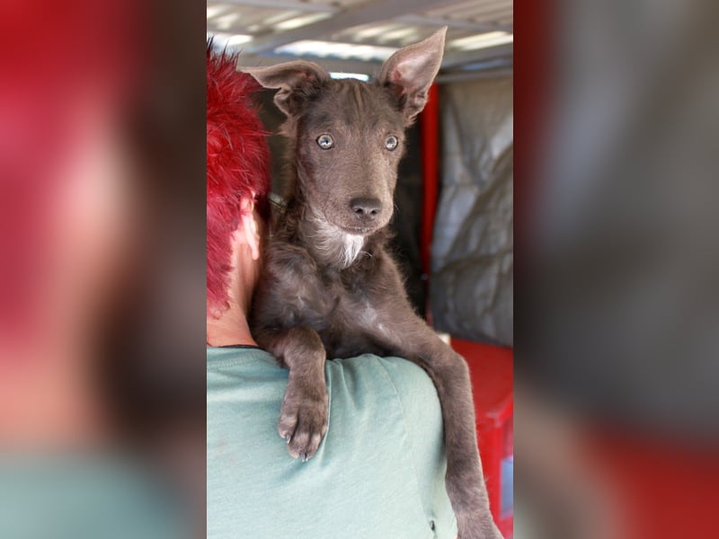 Fröhliche Szàri ab 14.12.25 in 59071 Hamm