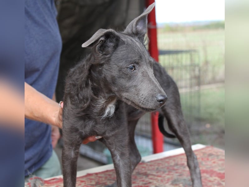 Fröhliche Szàri ab 14.12.25 in 59071 Hamm