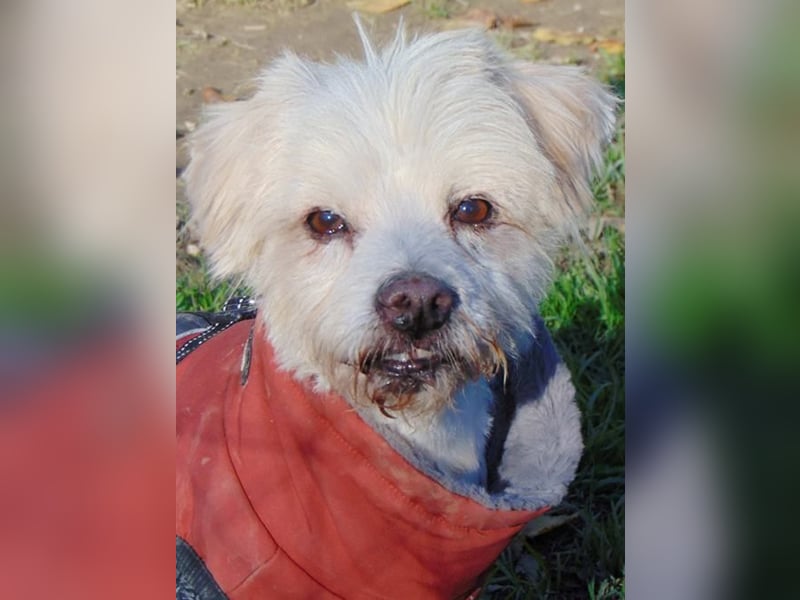 Terry -  Hundeopa sucht Liebe