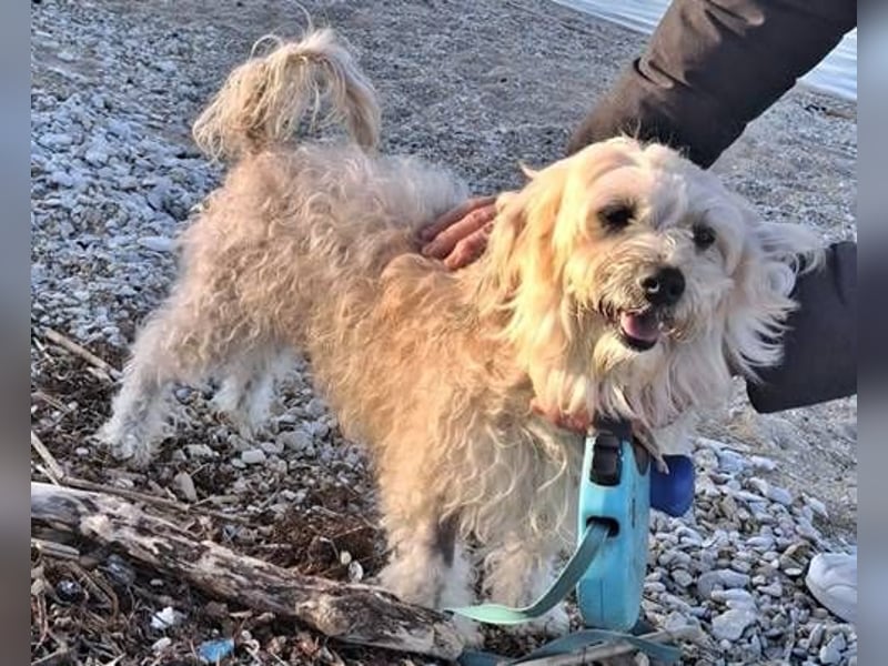 Jumbo ist bereit für ein neues Zuhuase