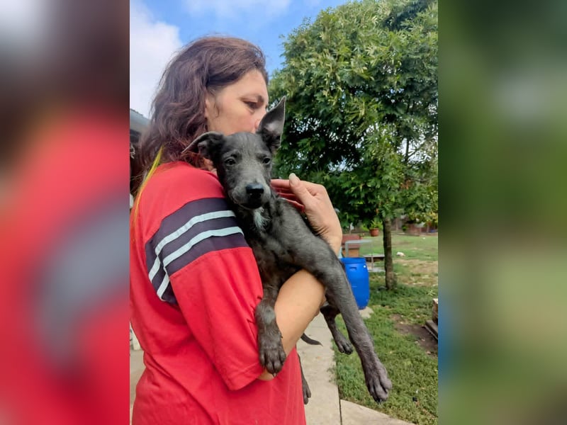 Fröhliche Szàri ab 14.12.25 in 59071 Hamm