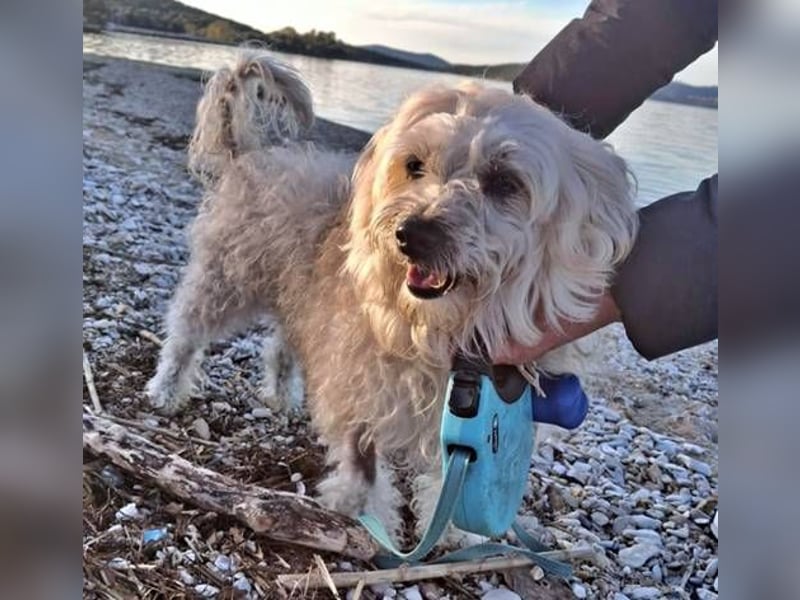 Jumbo ist bereit für ein neues Zuhuase