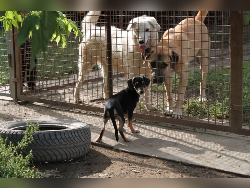 Fröhlicher kleiner Muri in 38268 Lengede/ Nds.