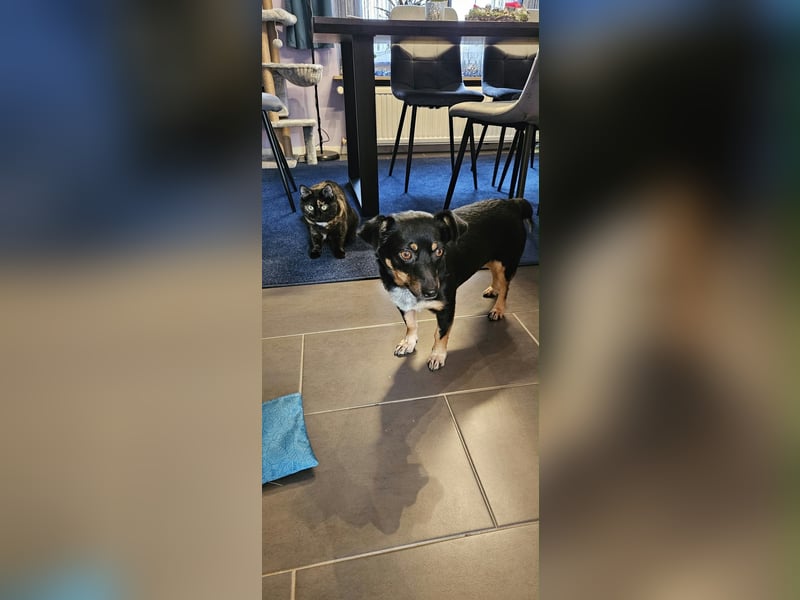 Liebenswerter Lucky