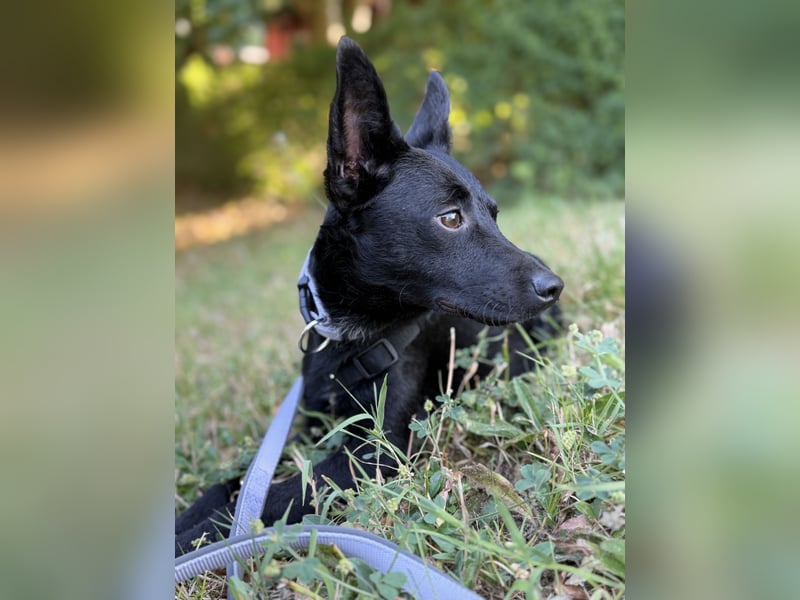 Nola - kleine zarte Seele, 12 Monate alt, 6,5 Kilo