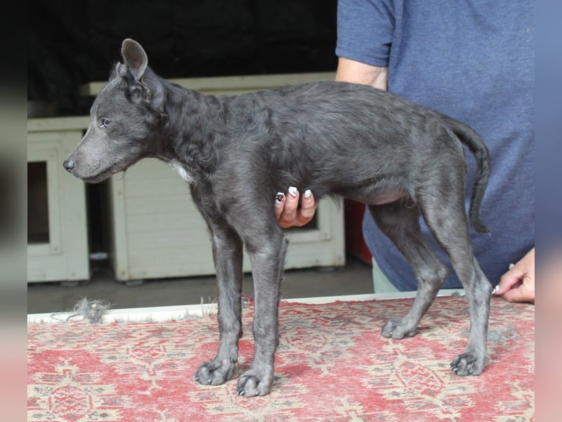 Fröhliche Szàri ab 14.12.25 in 59071 Hamm