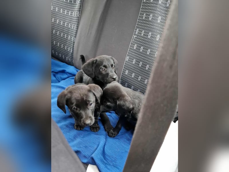 Henri möchte sein Herz verschenken