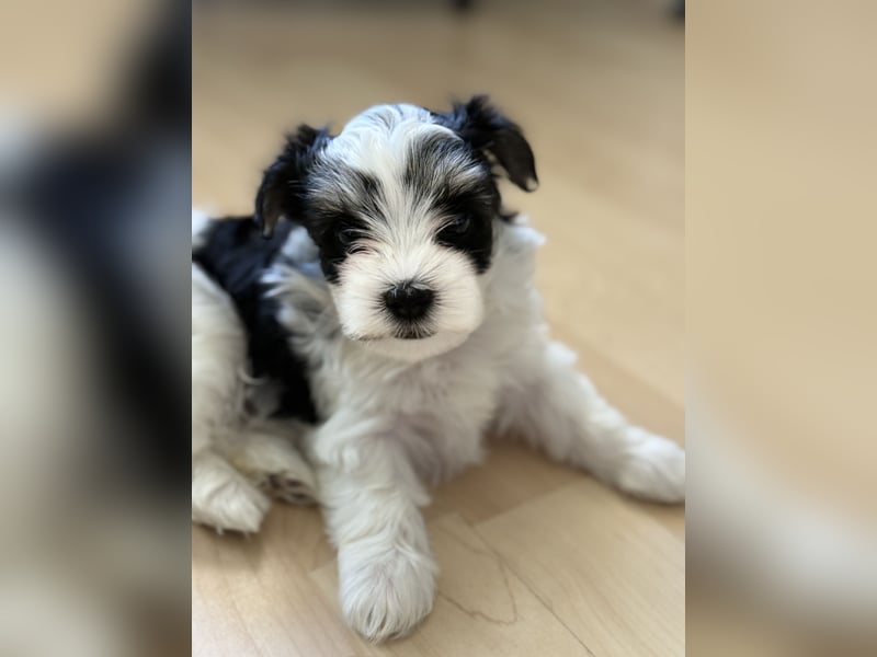 Morkie Dame