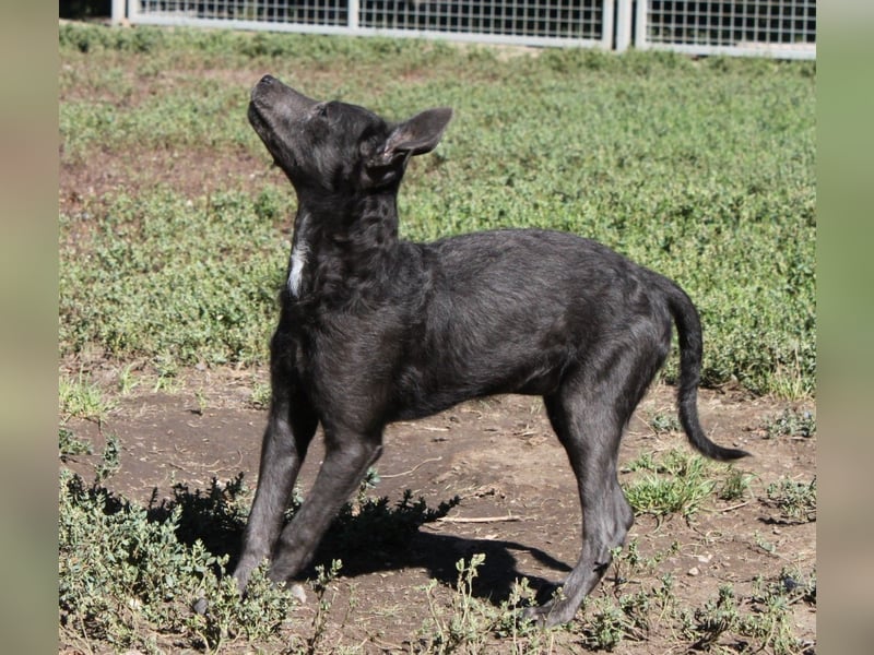 Fröhliche Szàri ab 14.12.25 in 59071 Hamm