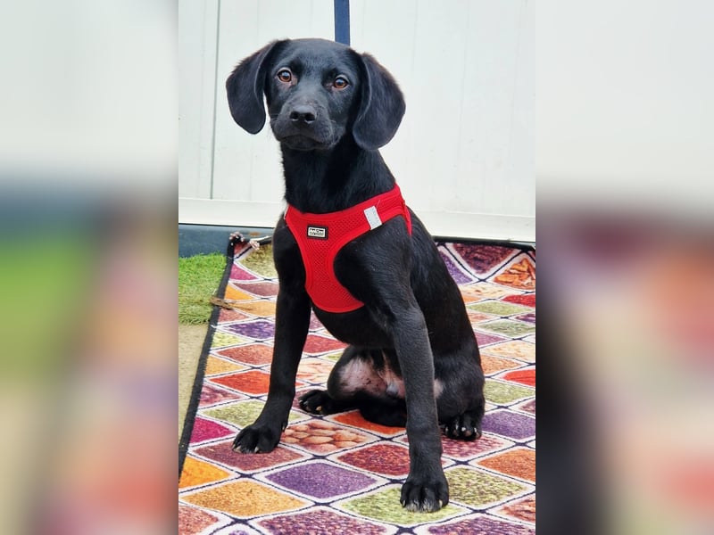 Henri möchte sein Herz verschenken