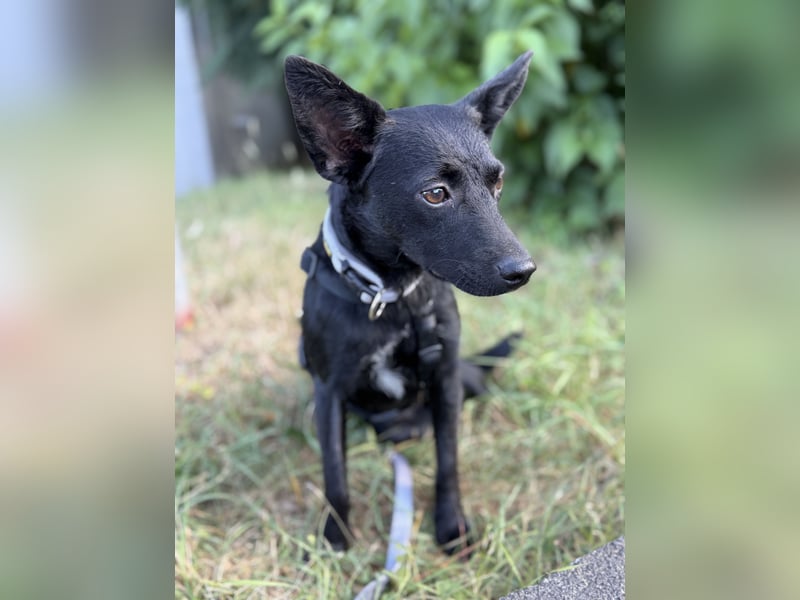 Nola - kleine zarte Seele, 12 Monate alt, 6,5 Kilo