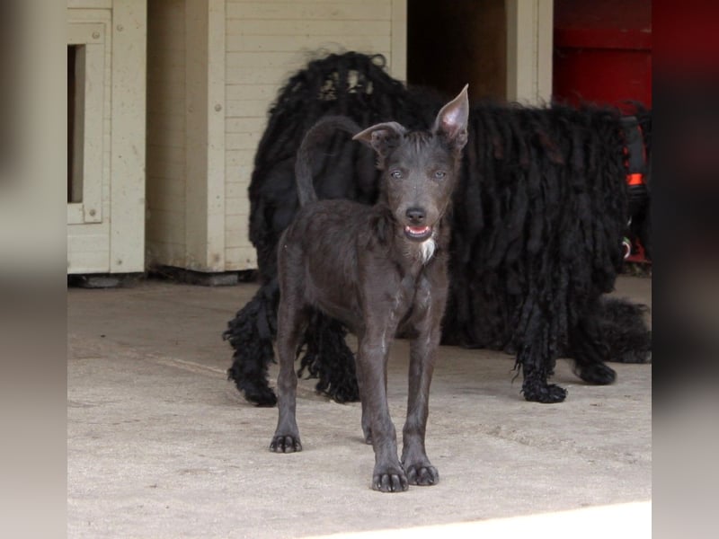 Fröhliche Szàri ab 14.12.25 in 59071 Hamm