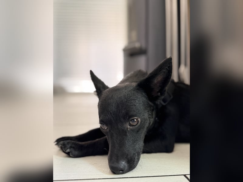 Nola - kleine zarte Seele, 12 Monate alt, 6,5 Kilo