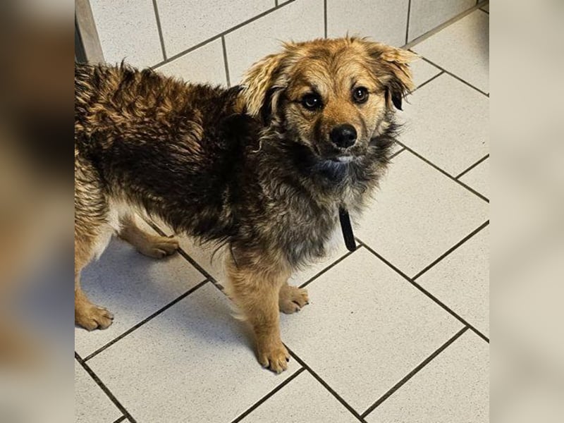 Maggie (Pflegestelle Düsseldorf) wurde zurückgelassen