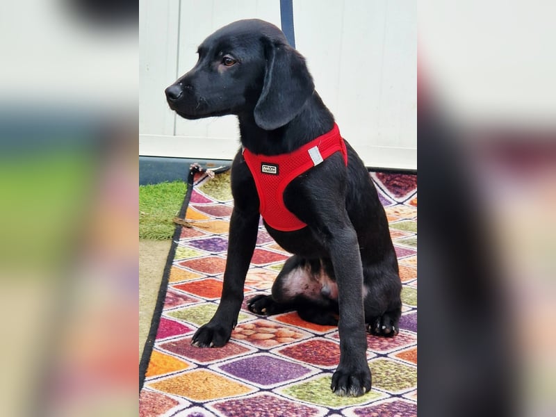 Henri möchte sein Herz verschenken