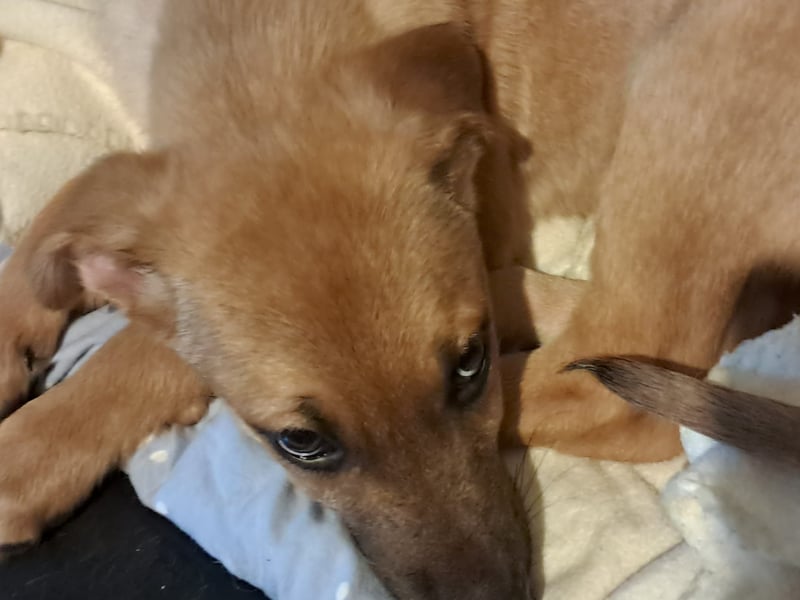 Darf Giselle ihr kleines Herz bei dir groß werden lassen?