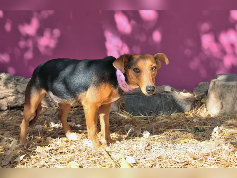 Zeigst du Lenny wie schön das Hundeleben sein kann?