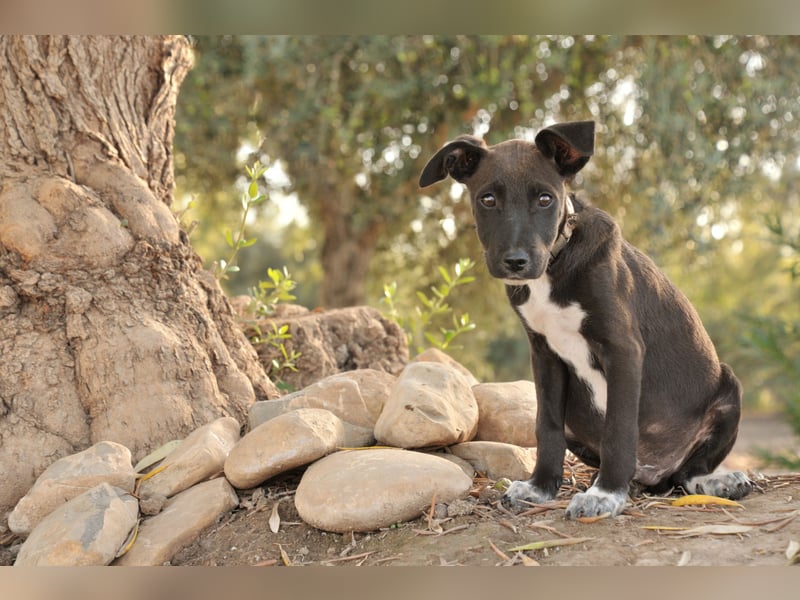 Zeigen Sie Raul, wie es ist, geliebt zu werden?