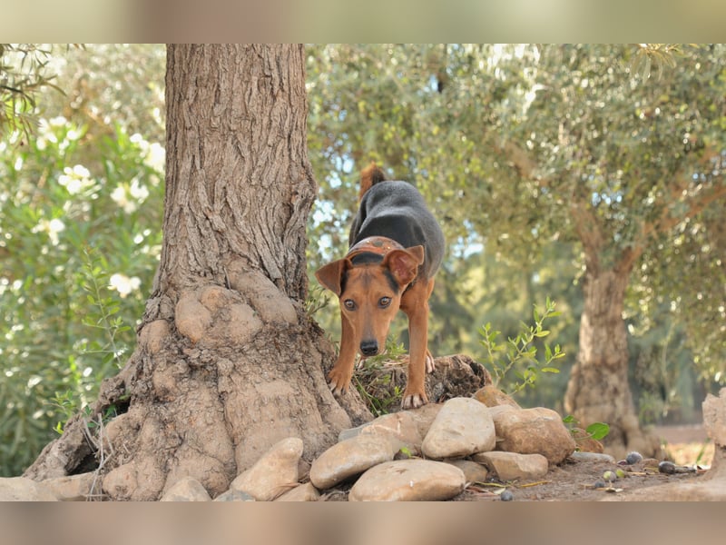 Zeigst du Lenny wie schön das Hundeleben sein kann?