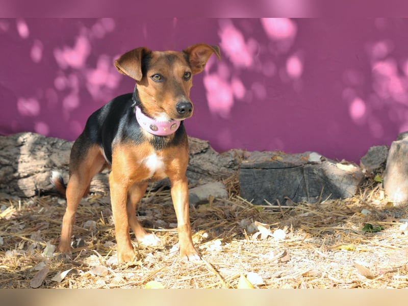 Zeigst du Lenny wie schön das Hundeleben sein kann?