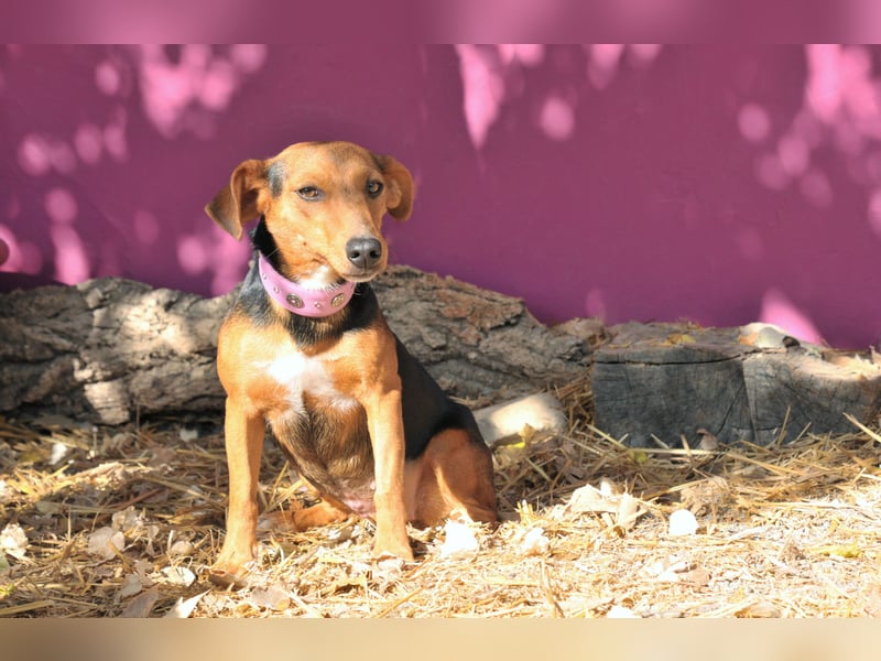 Zeigst du Lenny wie schön das Hundeleben sein kann?