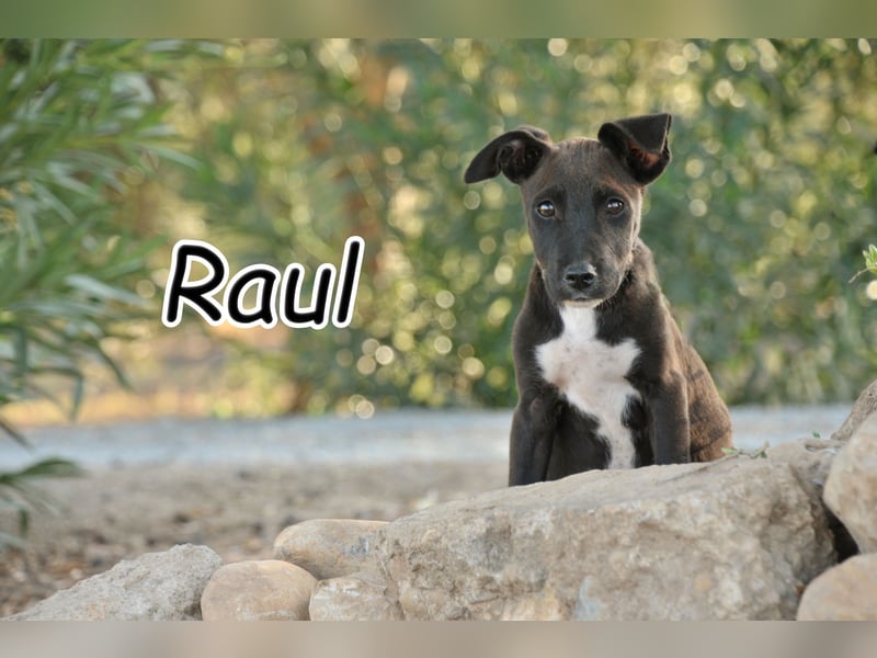 Zeigen Sie Raul, wie es ist, geliebt zu werden?