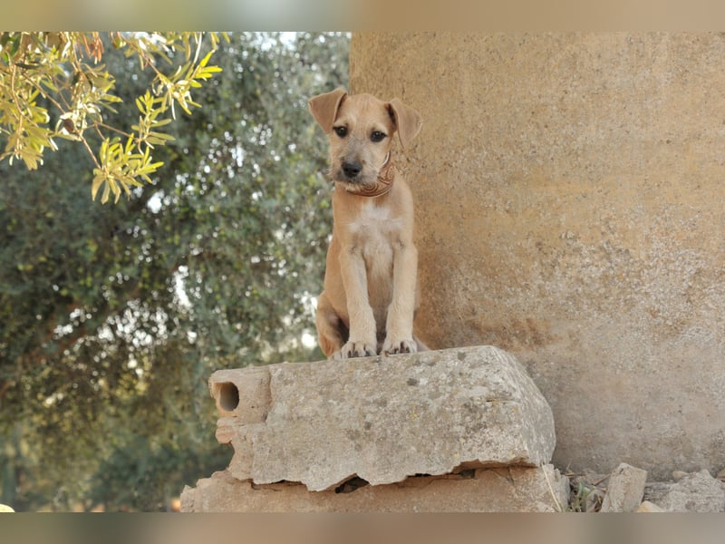Zeigen Sie Rafael wie schön ein Zuhause ist?