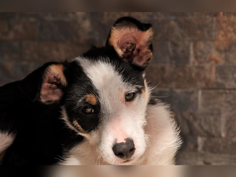Wer schenkt Lourdes das Zuhause, von dem jedes Hundekind träumt?