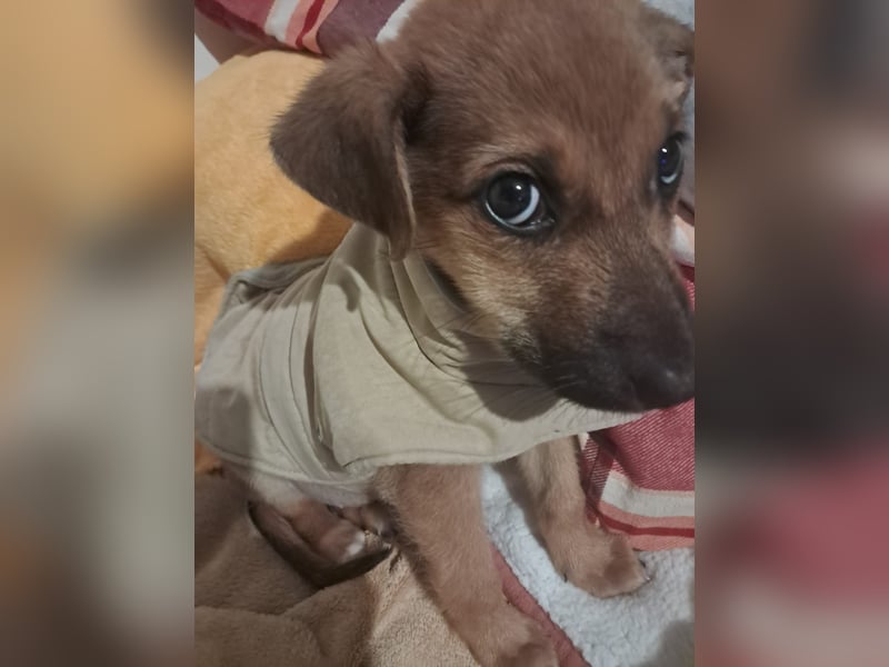 Darf Giselle ihr kleines Herz bei dir groß werden lassen?