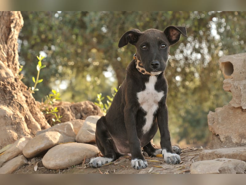 Zeigen Sie Raul, wie es ist, geliebt zu werden?