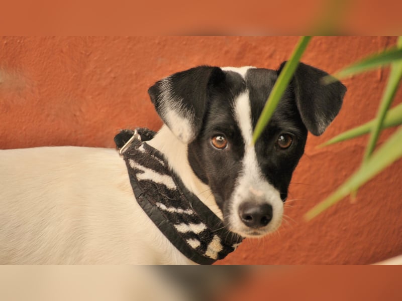 Sind Sie bereit Letty Liebe und Sicherheit zu schenken?