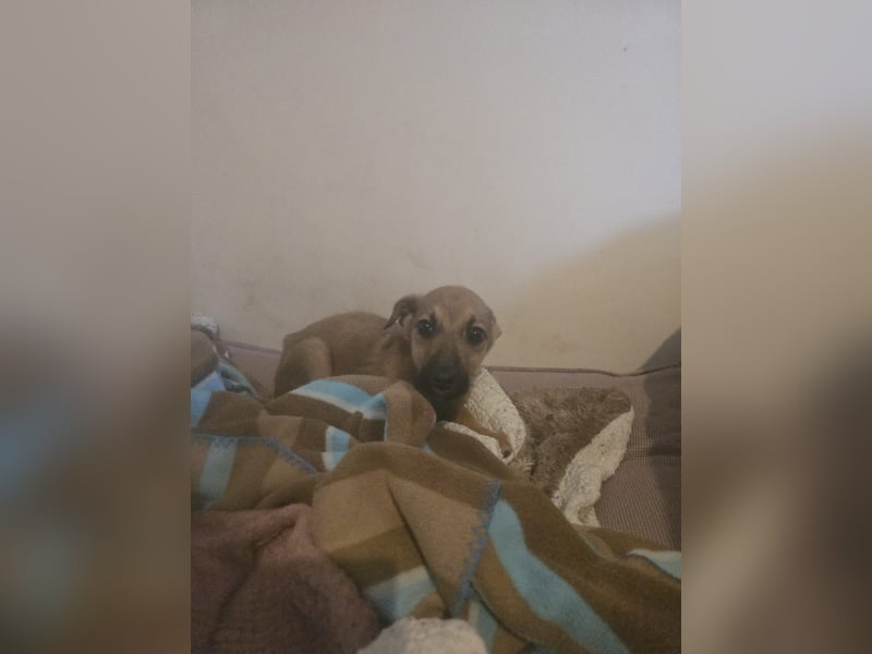 Darf Giselle ihr kleines Herz bei dir groß werden lassen?