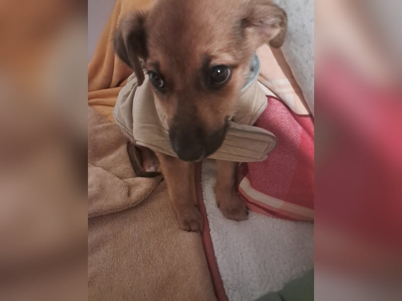 Darf Giselle ihr kleines Herz bei dir groß werden lassen?