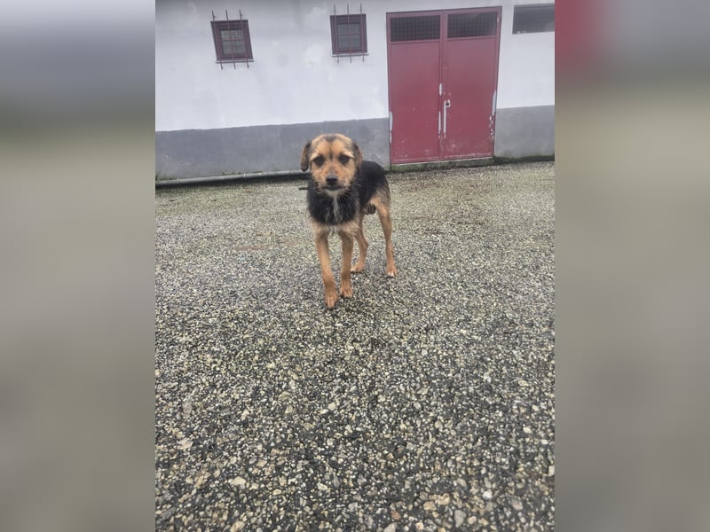 Wer schenkt Vivy die Chance auf ein Leben voller Geborgenheit und gemeinsamer Momente?