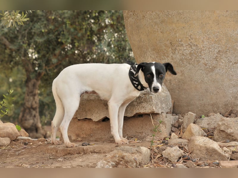 Sind Sie bereit Letty Liebe und Sicherheit zu schenken?