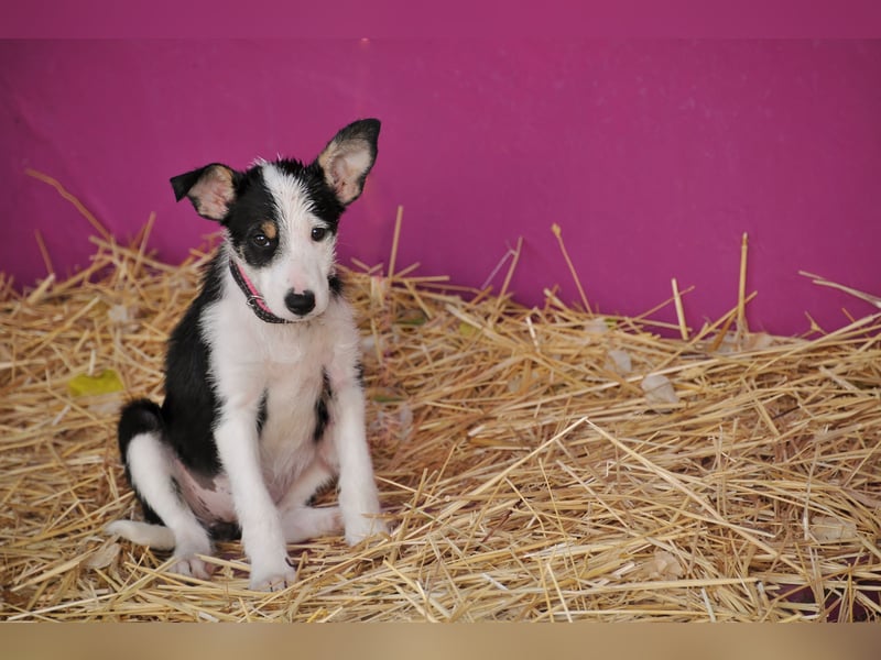Wer schenkt Lourdes das Zuhause, von dem jedes Hundekind träumt?